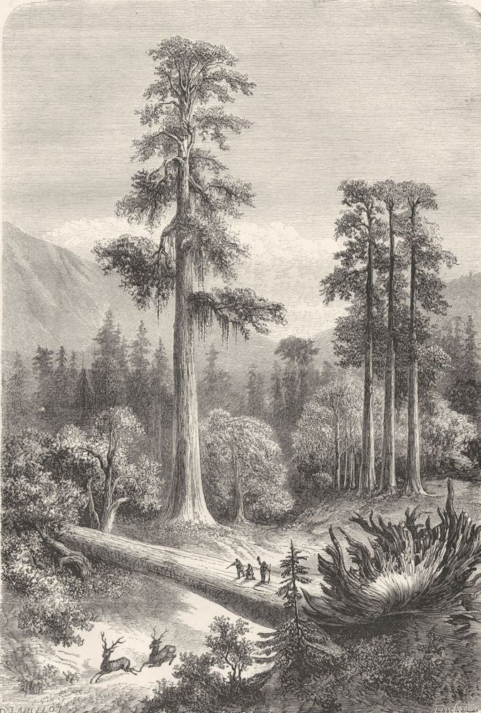 NORTH AMERICA. Giant pine trees of Sonora 1870 old antique print picture